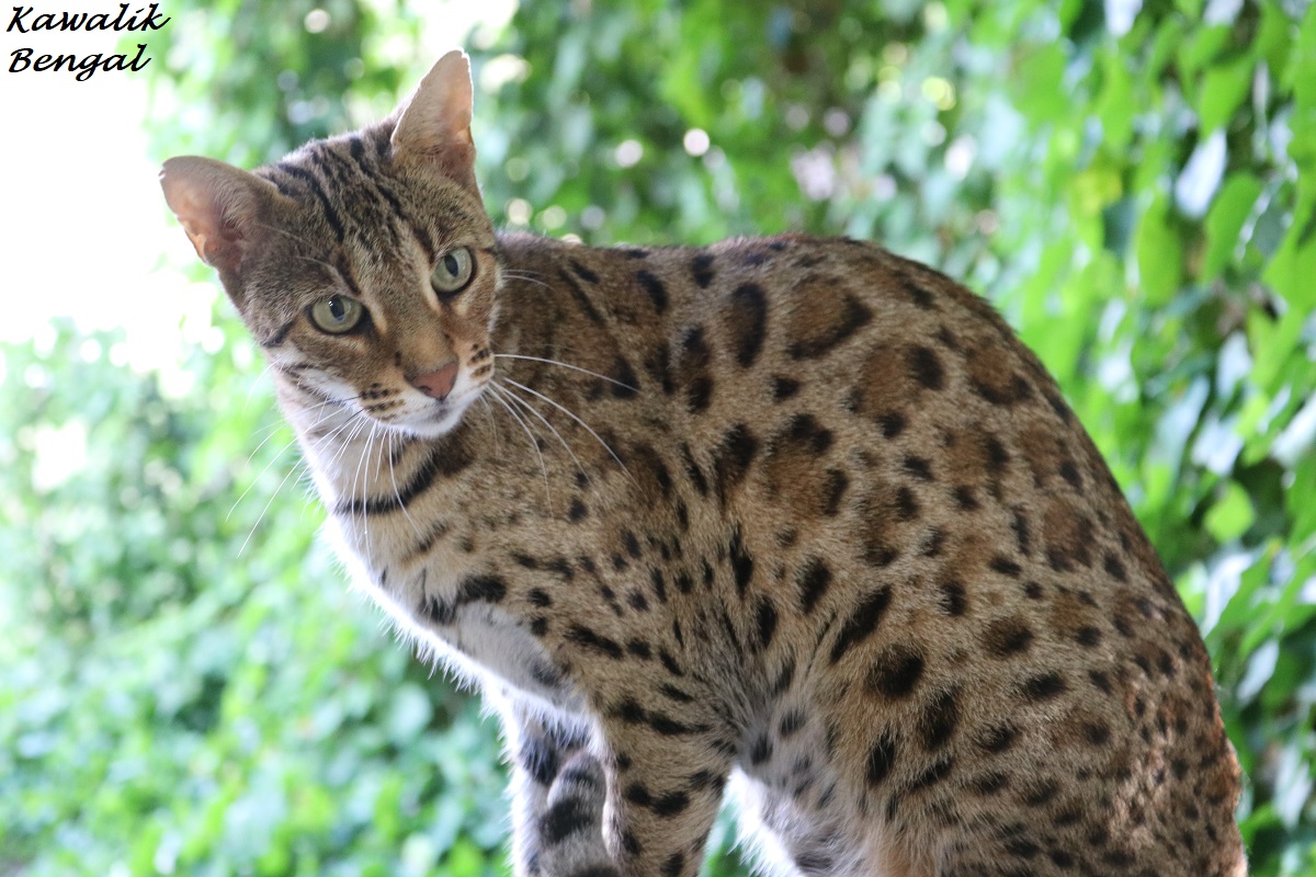 hybrid bengal